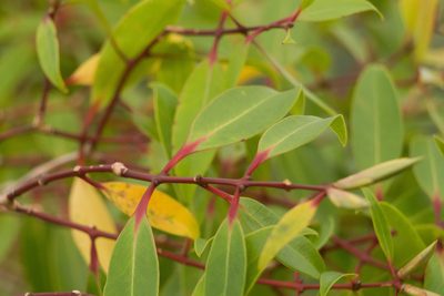 Metrosideros tremuloides, photographed by Kevin Faccenda