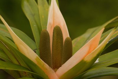 Freycinetia arborea, photographed by Kevin Faccenda