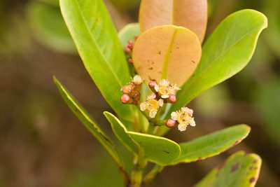 Syzygium sandwicense, photographed by Kevin Faccenda