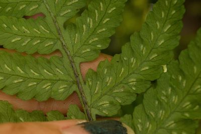 Deparia petersenii, photographed by Kevin Faccenda