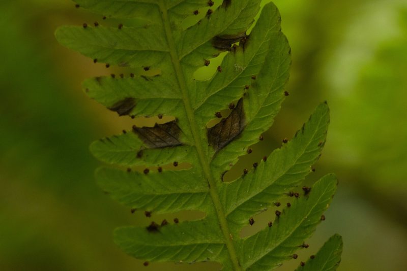Deparia prolifera, photographed by Kevin Faccenda