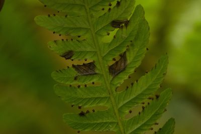Deparia prolifera, photographed by Kevin Faccenda