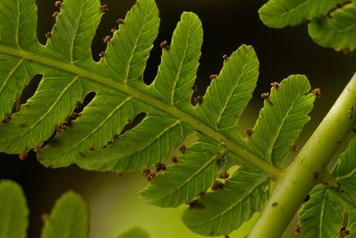 Deparia prolifera, photographed by Kevin Faccenda