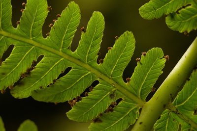 Deparia prolifera, photographed by Kevin Faccenda