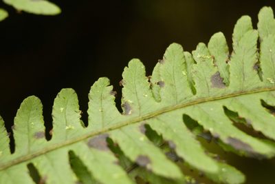 Deparia prolifera, photographed by Kevin Faccenda