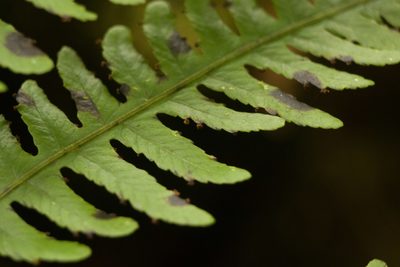 Deparia prolifera, photographed by Kevin Faccenda