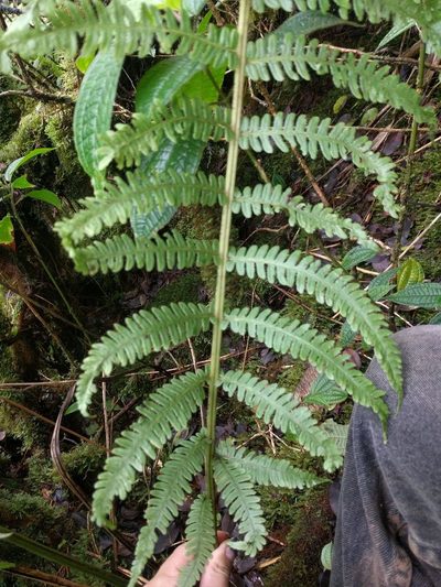 Deparia prolifera, photographed by Kevin Faccenda