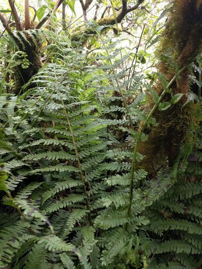 Deparia prolifera, photographed by Kevin Faccenda