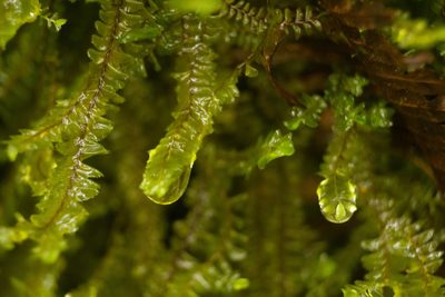 Plagiochila deflexa, photographed by Kevin Faccenda