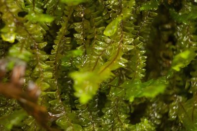 Plagiochila deflexa, photographed by Kevin Faccenda
