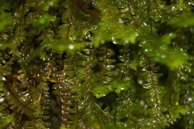Plagiochila deflexa, photographed by Kevin Faccenda