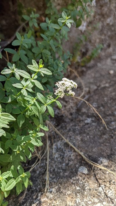 Trichogalium broterianum, photographed by Javier Eusamio