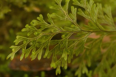 Hymenophyllum lanceolatum, photographed by Kevin Faccenda