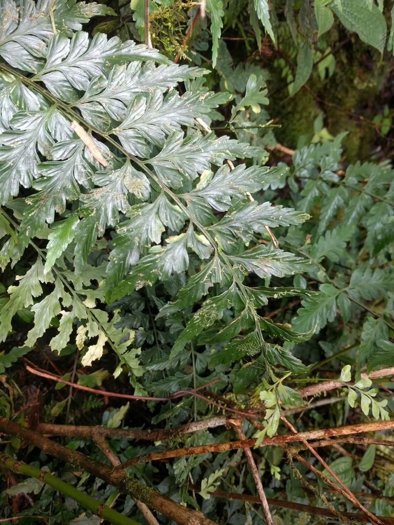 Asplenium insiticium, photographed by Kevin Faccenda
