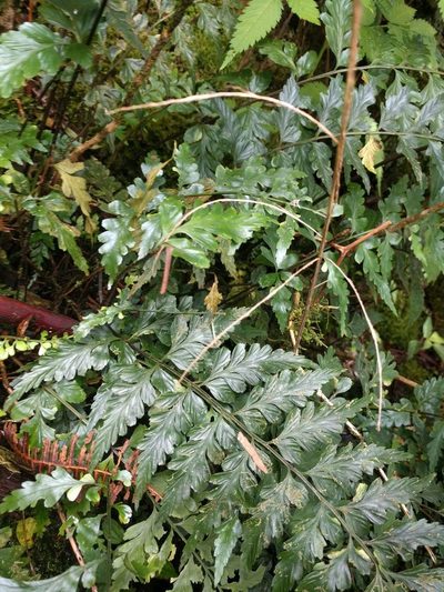 Asplenium insiticium, photographed by Kevin Faccenda