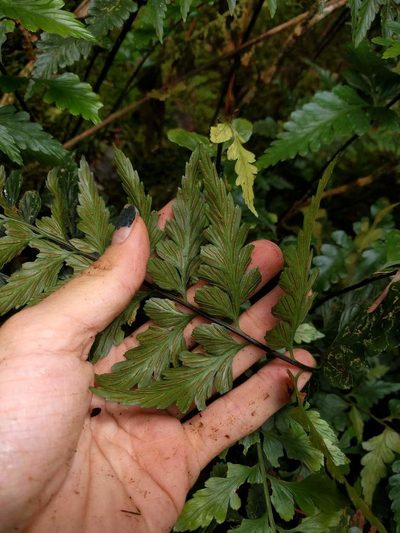 Asplenium insiticium, photographed by Kevin Faccenda