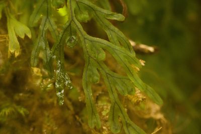 Hymenophyllum lanceolatum, photographed by Kevin Faccenda