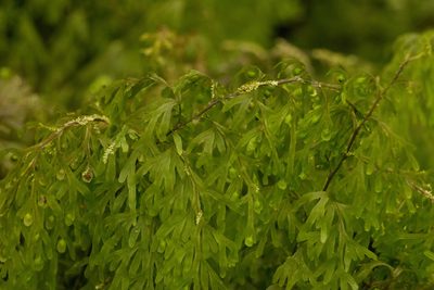 Hymenophyllum recurvum, photographed by Kevin Faccenda