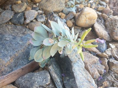 Epilobium rigidum, photographed by Drew Meyer