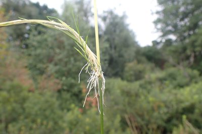 Agrostis canina, photographed by Thomas Gyselinck