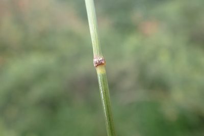 Agrostis canina, photographed by Thomas Gyselinck