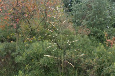 Agrostis canina