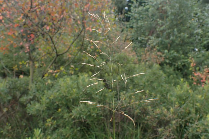 Agrostis canina, photographed by Thomas Gyselinck