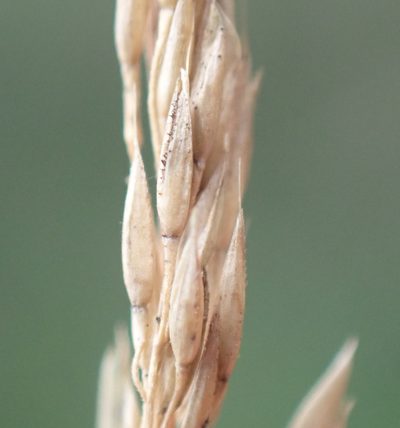 Agrostis canina, photographed by Thomas Gyselinck