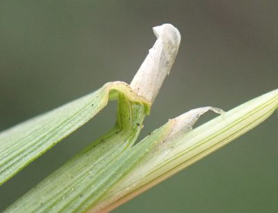 Agrostis canina, photographed by Thomas Gyselinck