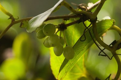 Smilax melastomifolia, photographed by Kevin Faccenda