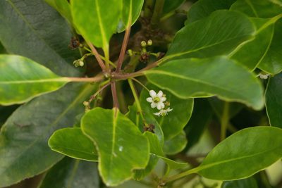 Ilex anomala, photographed by Kevin Faccenda