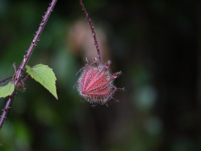Sabdariffa hispidissima, photographed by Dinesh Valke