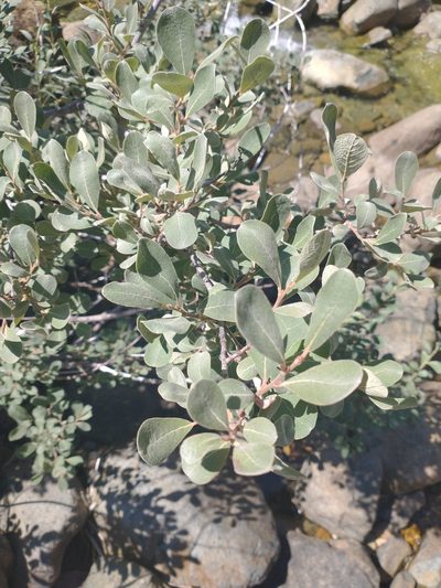 Salix delnortensis, photographed by Drew Meyer