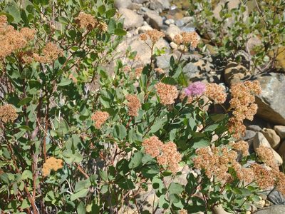 Spiraea splendens, photographed by Drew Meyer
