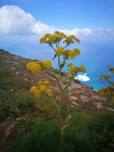 Ferula lancerotensis, photographed by Mirela