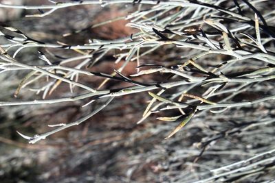 Calobota linearifolia, photographed by Tony Rebelo