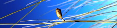 Crotalaria spartioides, photographed by Tony Rebelo