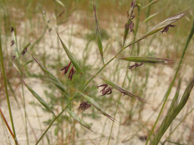 Festuca alopecuros, photographed by José Luis Camaño