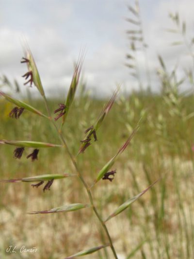 Festuca alopecuros, photographed by José Luis Camaño