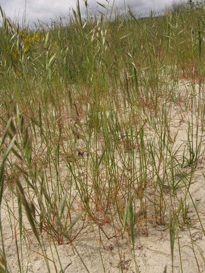 Festuca alopecuros, photographed by José Luis Camaño