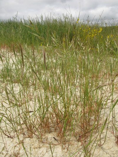 Festuca alopecuros, photographed by José Luis Camaño