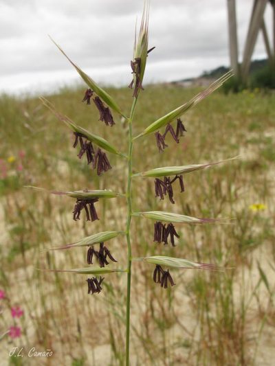 Festuca alopecuros, photographed by José Luis Camaño
