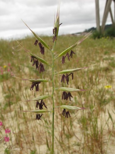 Festuca alopecuros, photographed by José Luis Camaño