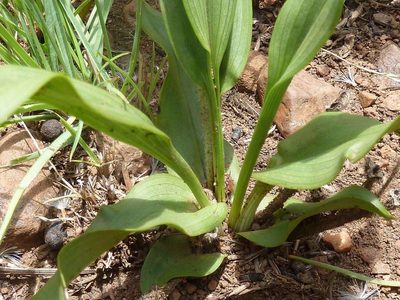 Hypoxis interjecta, photographed by Andrew Hankey