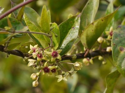 Vincetoxicum indicum, photographed by Dinesh Valke