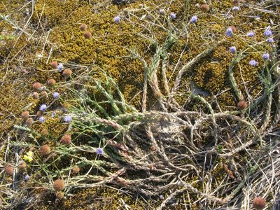 Jasione maritima, photographed by José Luis Camaño