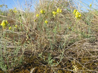 Linaria polygalifolia, photographed by José Luis Camaño