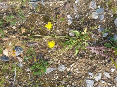 Crepis biennis, photographed by Dmitriy Bochkov