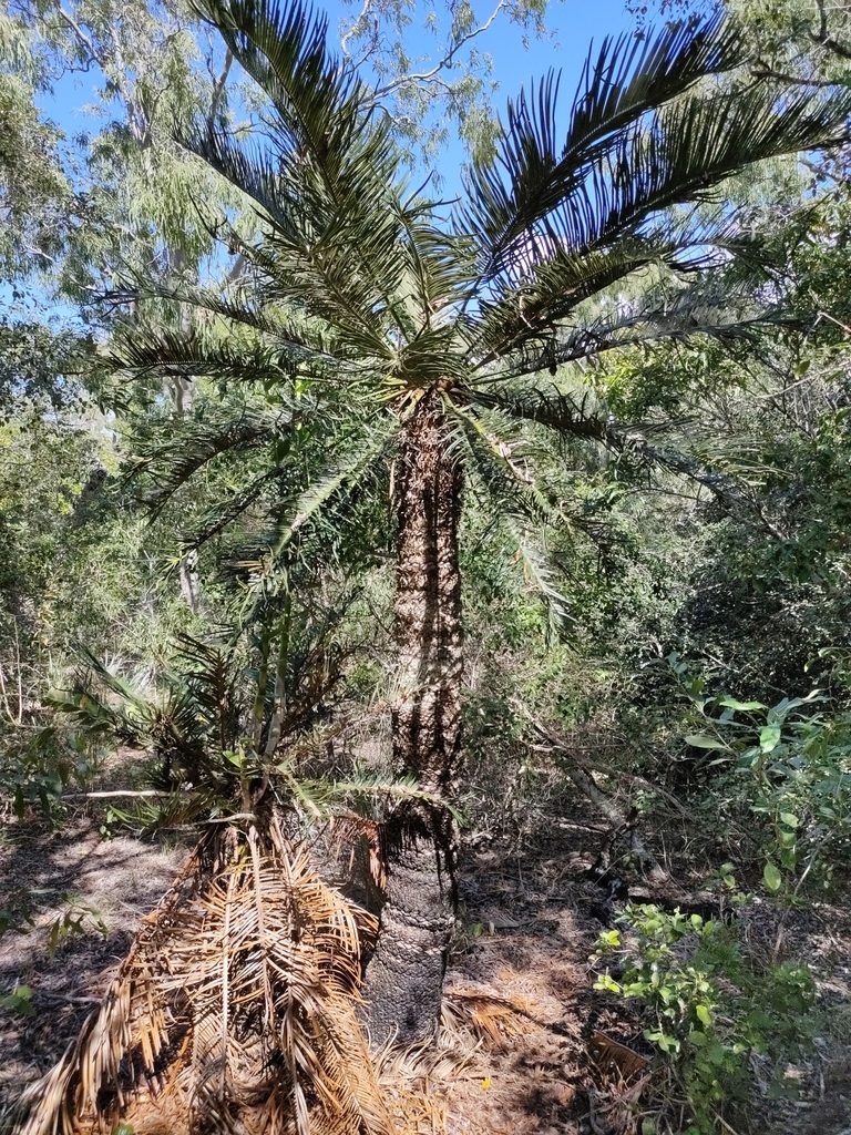 Cycas ophiolitica, photographed by Tony van Kampen