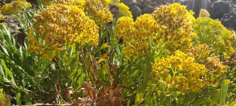Bethencourtia palmensis, photographed by Santiago Martín-Bravo